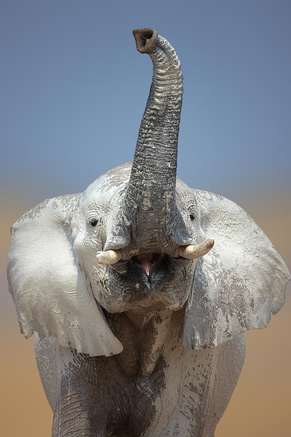 Elephant portrait Photograph by Johan Swanepoel