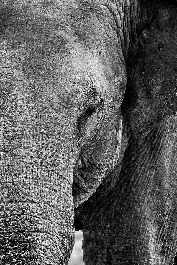 Elephant Portrait Photograph by Mkember