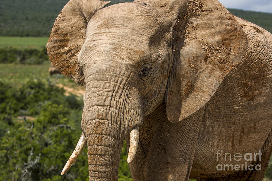 Elephant Profile Photograph by Jennifer Ludlum