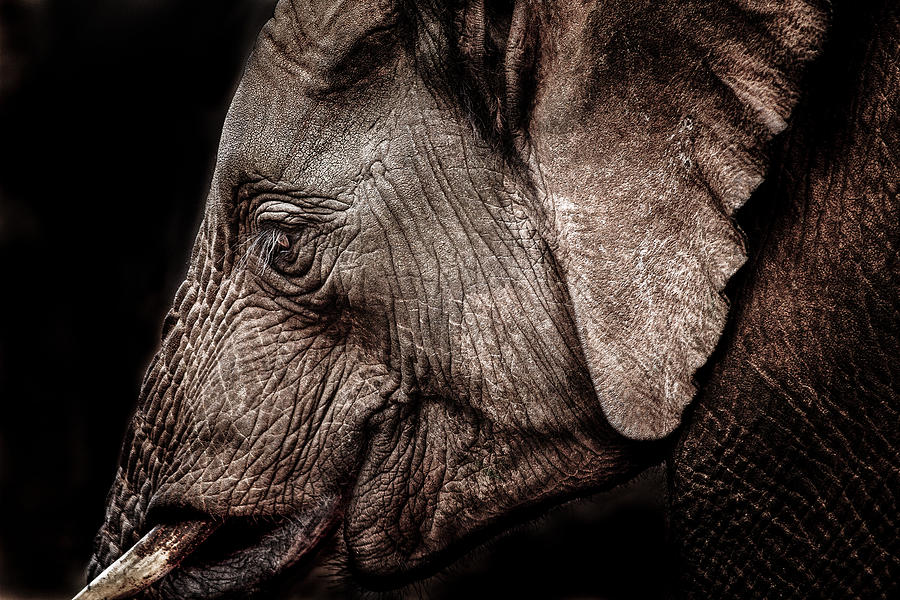 Elephant Profile Photograph by Mike Gaudaur