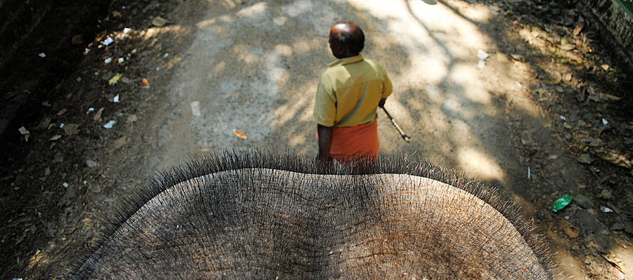 Elephant Photograph - Elephant Ride by Money Sharma