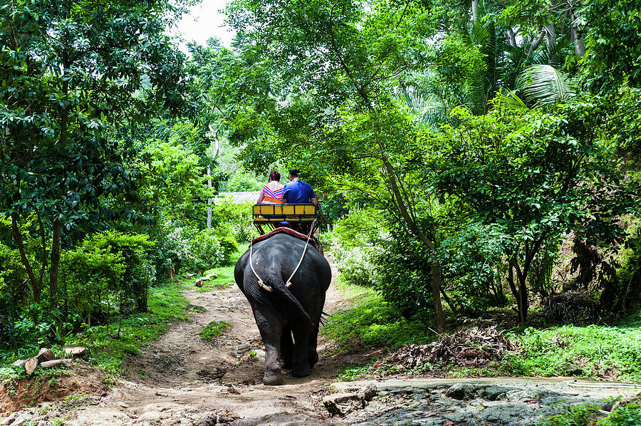 Elephant Ride, Phuket, Thailand by John Harper