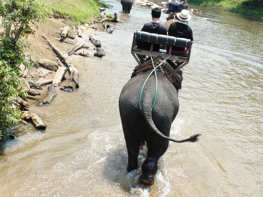 Wildlife Photograph - Photo Print Elephant Riding by Funky Art