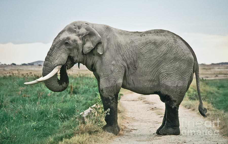 Elephant Roadblock Photograph by Liz Leyden