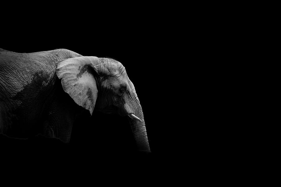 Wildlife Photograph - Elephant in dark room by Roarshack Photography