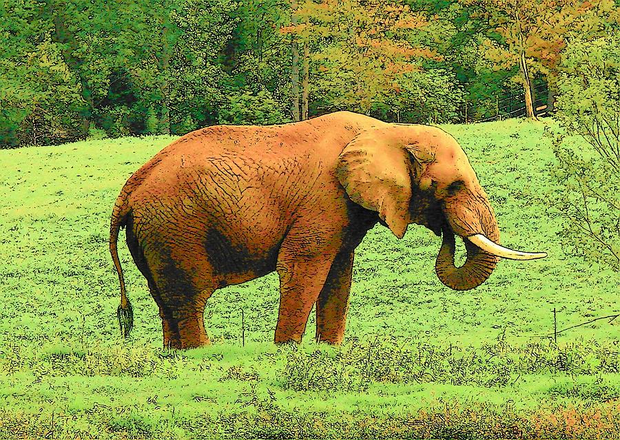 Elephant Photograph by Rodney Lee Williams
