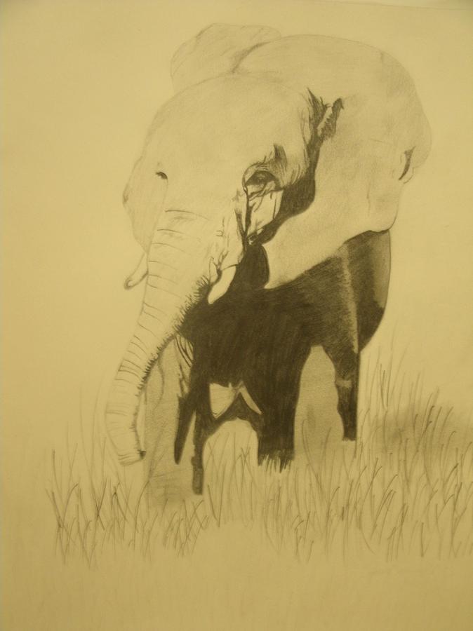 Elephant Drawing by Samantha Lusby