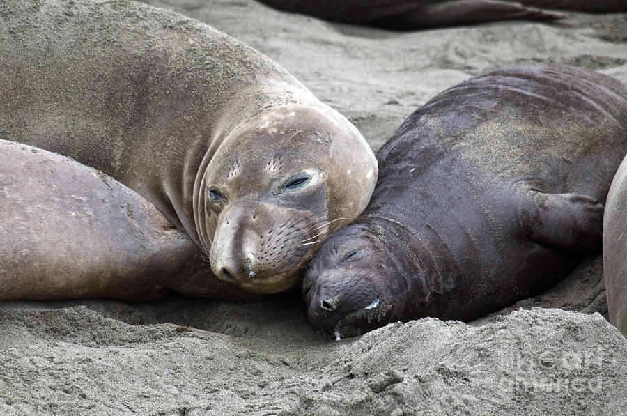 Elephant Seal And Pup Photograph by Mark Newman