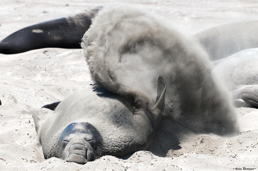 Elephant Seal and Sand Photograph by Avian Resources