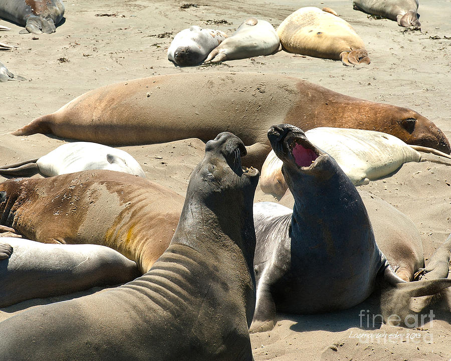 Elephant Seal Birthing Grounds Two Elephant Seal Bulls Fighting Photograph by Artist and Photographer Laura Wrede