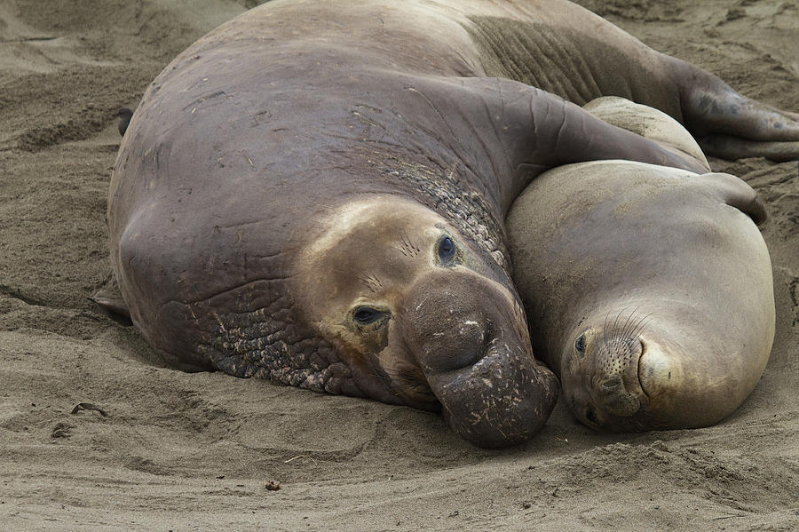 Wildlife Photograph - Elephant Seal couple by Duncan Selby