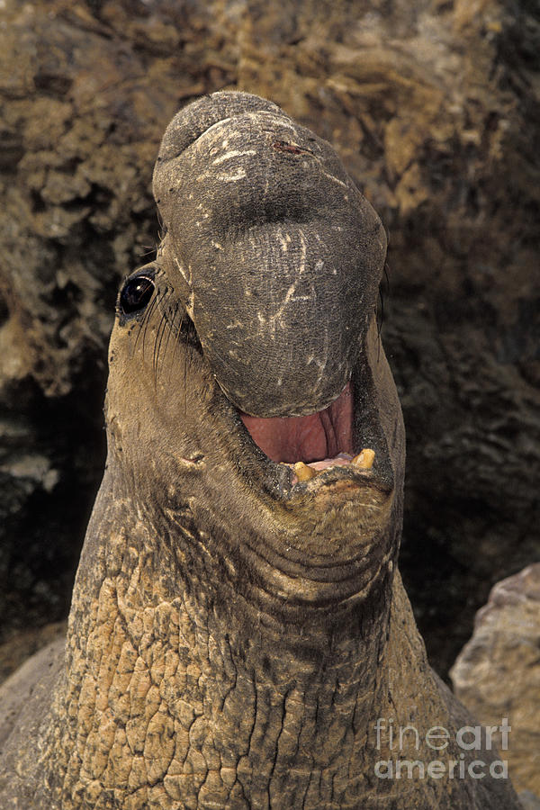 Elephant Seal Male Photograph by Ron Sanford