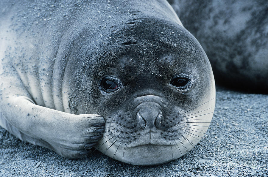 Nature Photograph - Elephant Seal Pup by Gregory G. Dimijian, M.D.