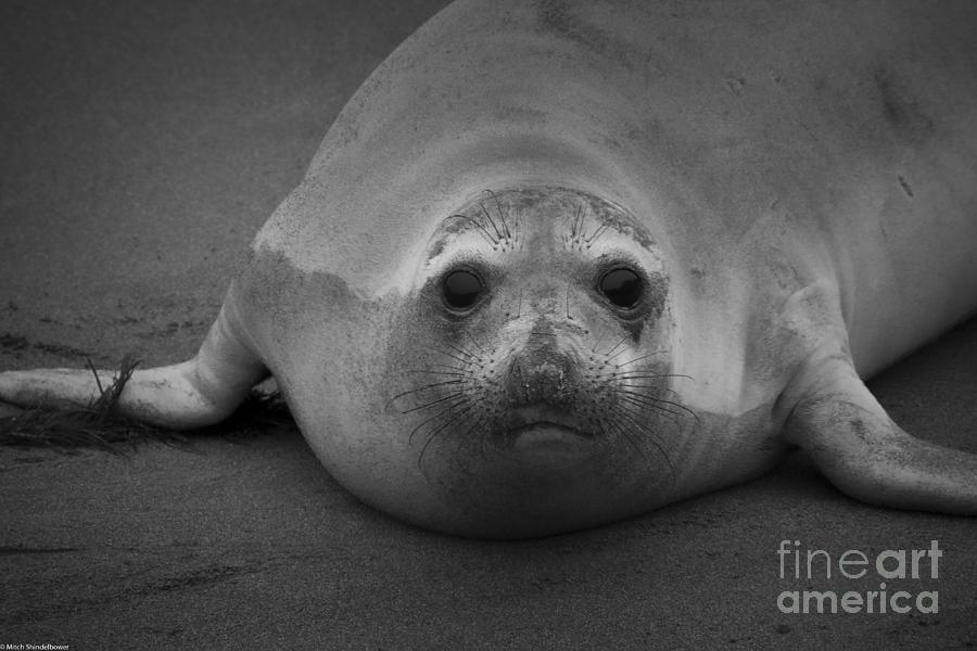 Wildlife Photograph - Elephant Seal Pup by Mitch Shindelbower