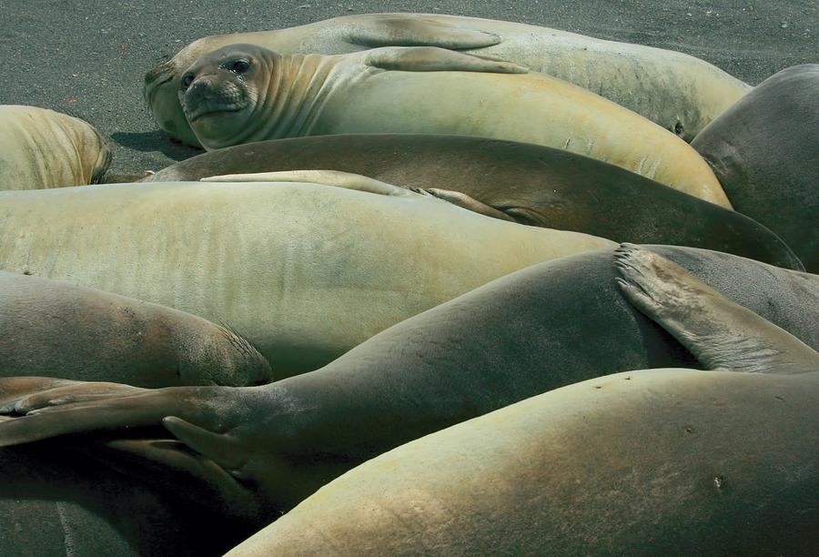 Elephant Seal Pups Photograph by Amanda Stadther