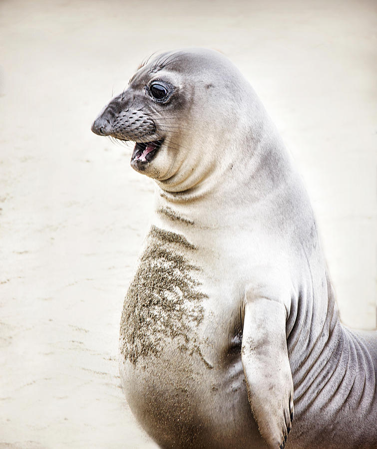 Elephant Seal Standing Up with Funny Face Photograph by Vicki Jauron, Babylon and Beyond Photography