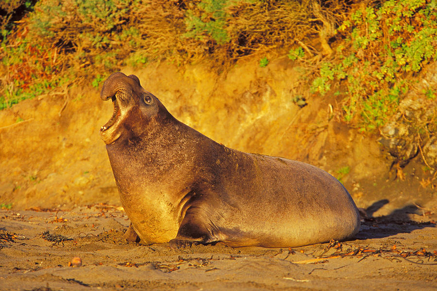 Elephant Seal Photograph by Thomas And Pat Leeson
