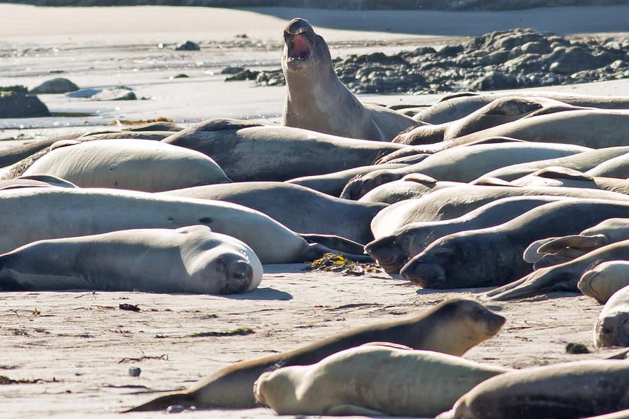 Elephant Seals at Ano Nuevo State Park California Photograph by Natural Focal Point Photography