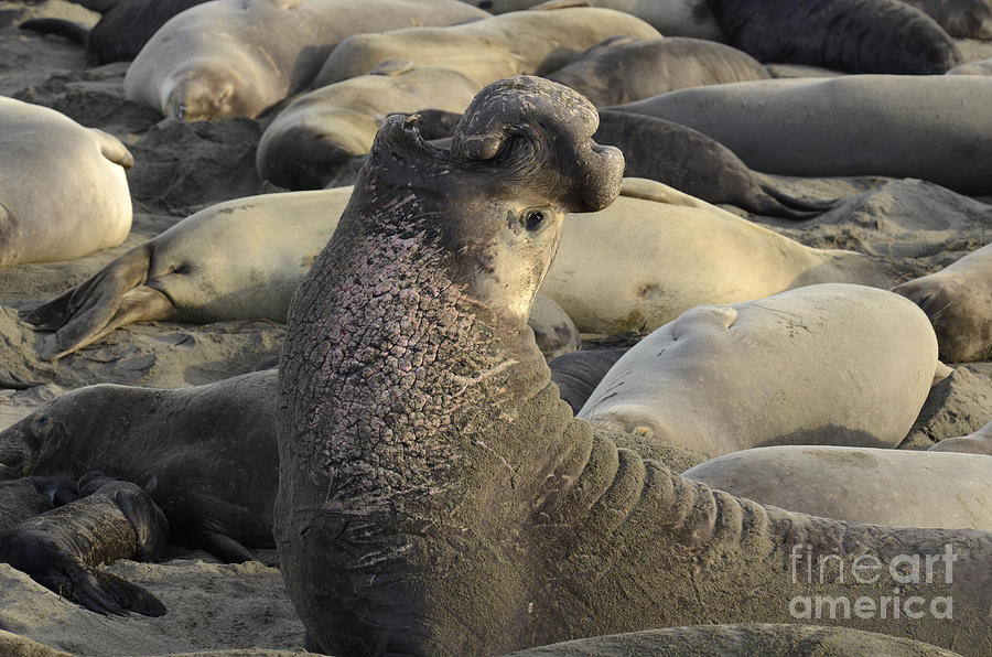 Elephant Seals Photograph by Bob Christopher
