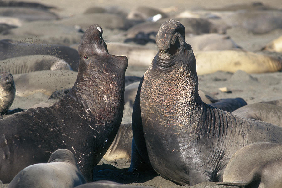 Elephant Seals Fighting Photograph by Gerald C. Kelley