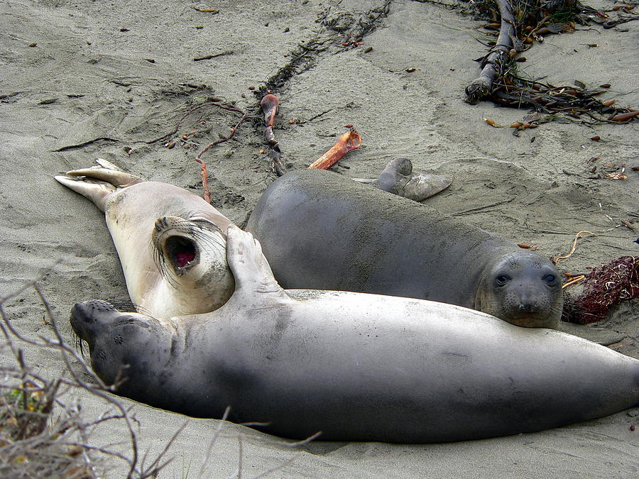 Elephant Seals Photograph by Jeff Lowe