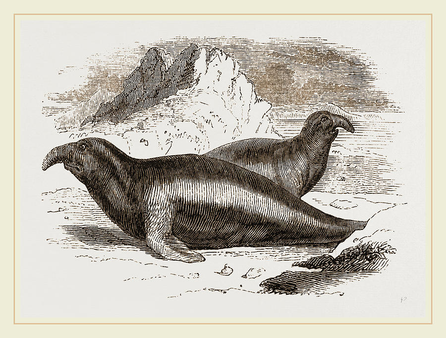 Elephant Seals, Males Drawing by Litz Collection Fine Art America