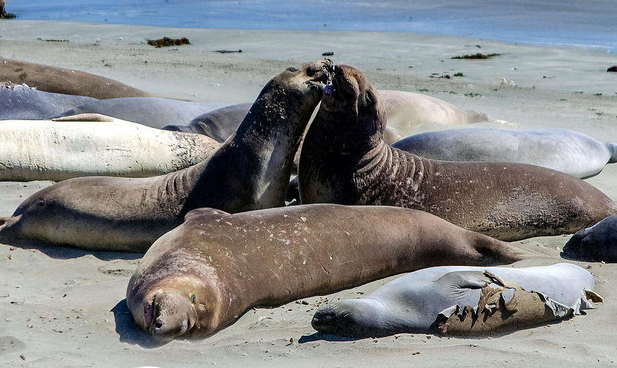 Elephant Seals Photograph by Mike Ronnebeck
