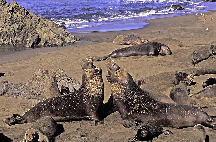 Elephant Seals On Beach Photograph by Dan Blackburn - Pixels