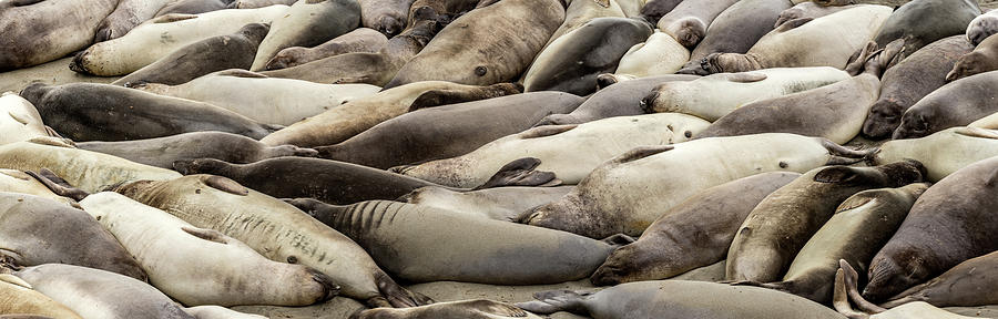 Elephant Seals On The Beach, Piedras Photograph by Panoramic Images