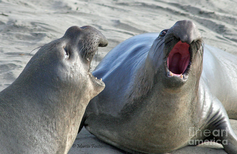 Elephant Seals - San Simeon California Photograph
