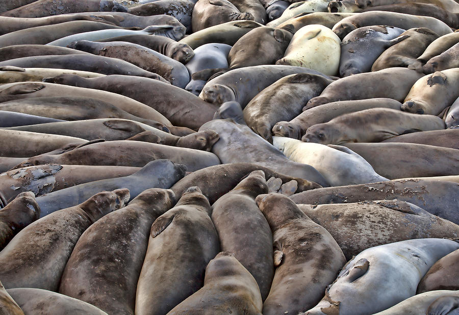 Wildlife Photograph - Elephant Seals slumer party by Robert Jensen