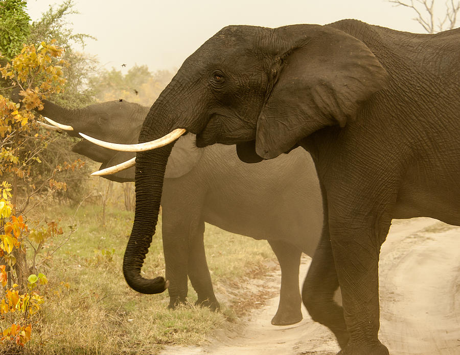 Elephant shades Photograph by Alistair Lyne