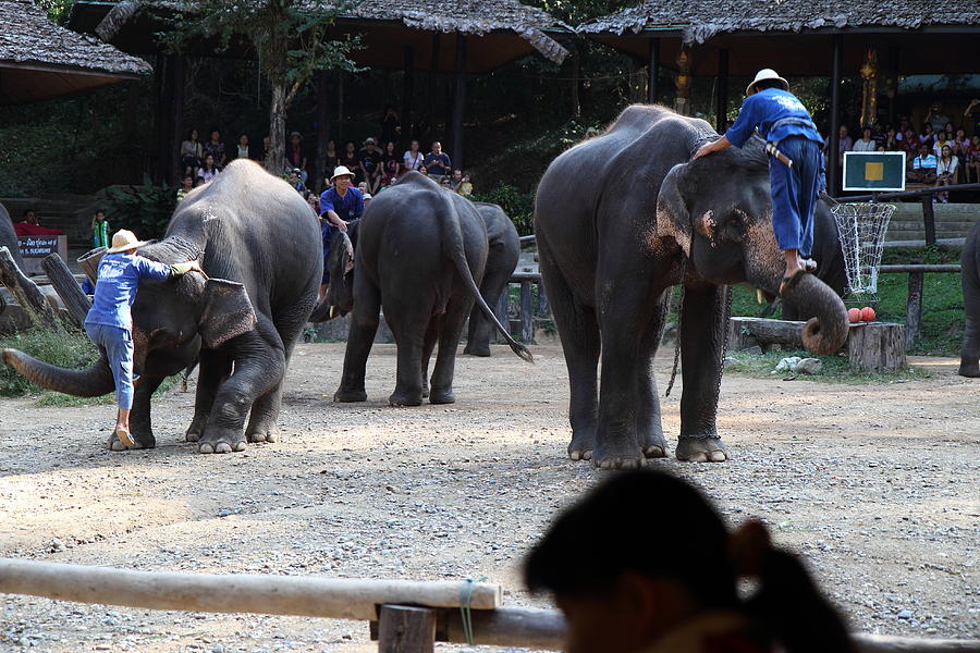 Elephant Show - Maesa Elephant Camp - Chiang Mai Thailand - 011313 Photograph by DC Photographer