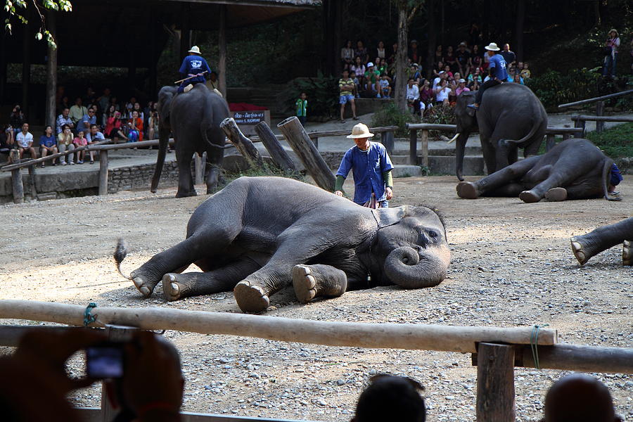 Elephant Photograph - Elephant Show - Maesa Elephant Camp - Chiang Mai Thailand - 011316 by DC Photographer