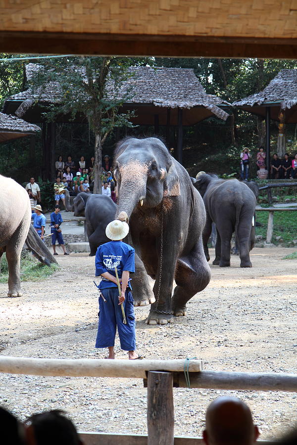 Elephant Photograph - Elephant Show - Maesa Elephant Camp - Chiang Mai Thailand - 011323 by DC Photographer