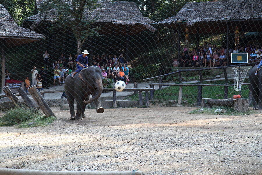 Elephant Show - Maesa Elephant Camp - Chiang Mai Thailand - 011332 Photograph by DC Photographer