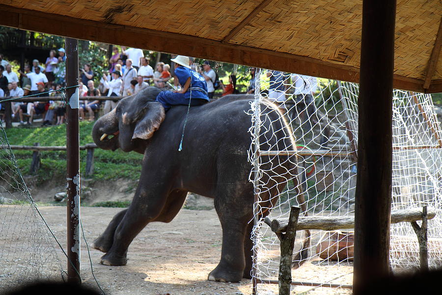 Elephant Photograph - Elephant Show - Maesa Elephant Camp - Chiang Mai Thailand - 011333 by DC Photographer