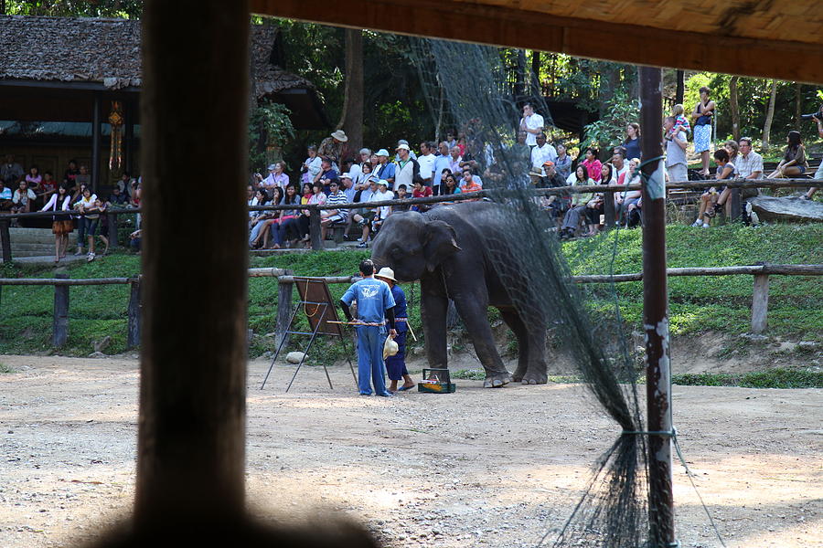 Elephant Photograph - Elephant Show - Maesa Elephant Camp - Chiang Mai Thailand - 011343 by DC Photographer