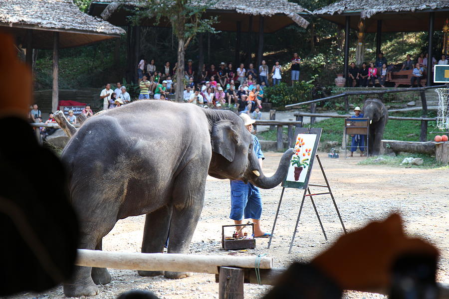 Elephant Show - Maesa Elephant Camp - Chiang Mai Thailand - 011347 Photograph by DC Photographer