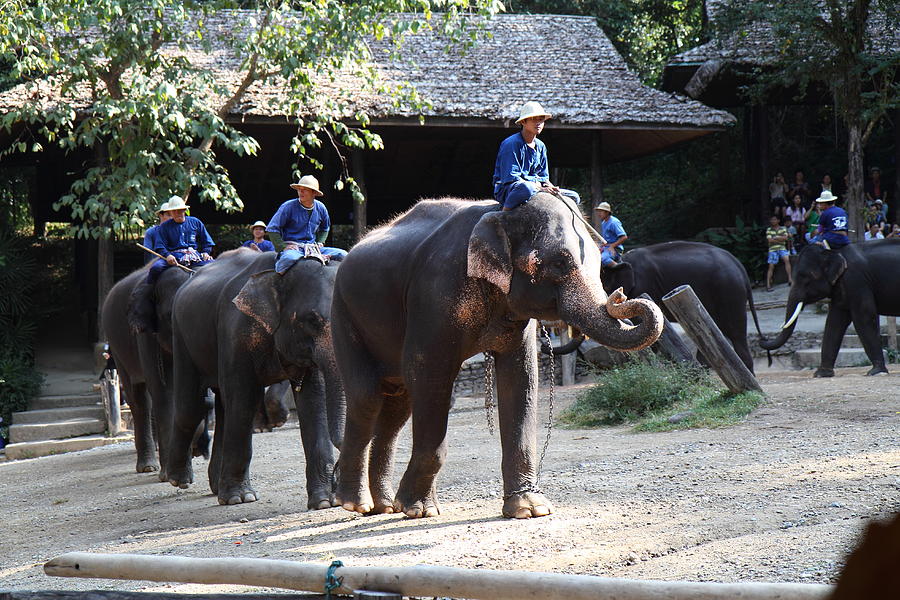 Elephant Photograph - Elephant Show - Maesa Elephant Camp - Chiang Mai Thailand - 01136 by DC Photographer
