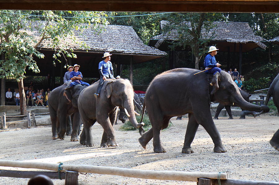 Elephant Show - Maesa Elephant Camp - Chiang Mai Thailand - 01137 Photograph by DC Photographer