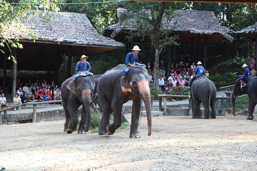 Elephant Photograph - Elephant Show - Maesa Elephant Camp - Chiang Mai Thailand - 01138 by DC Photographer