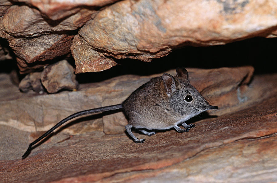 Elephant Shrew Photograph by Tony Camacho/science Photo Library - Pixels