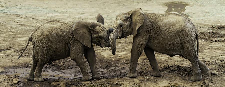 Elephant Sibling Rivalry Photograph by John Haldane