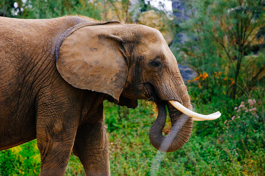 elephant side profile