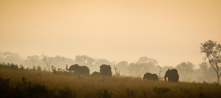 Elephant Silhouette Photograph by Christy Cox