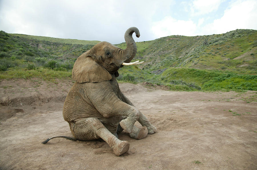 Elephant sitting Photograph by Hirkophoto