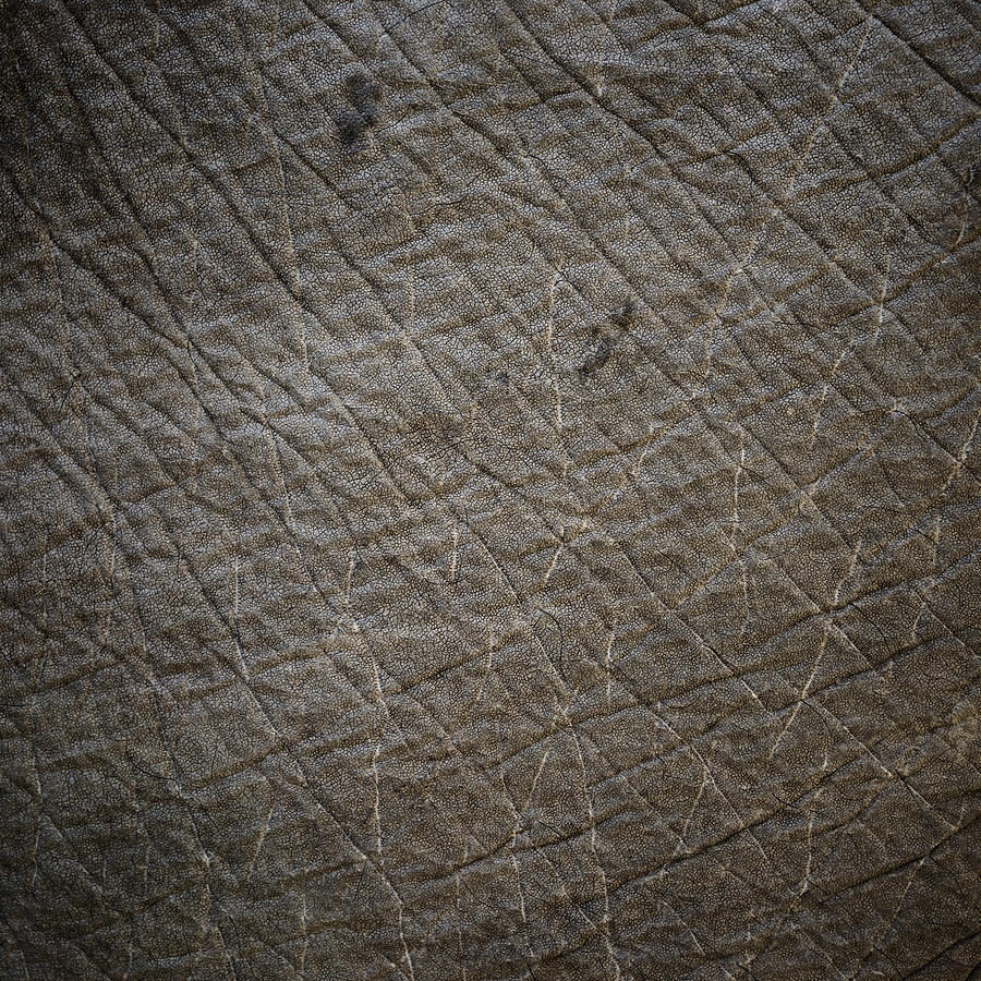 Elephant skin texture Photograph by Dutourdumonde Photography