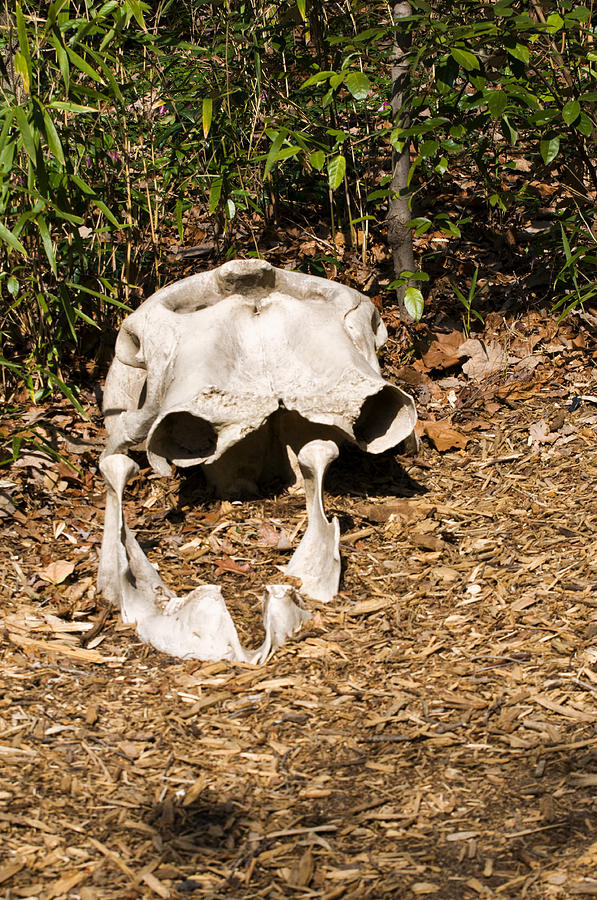 African Elephant Digital Art - Elephant Skull by Flees Photos