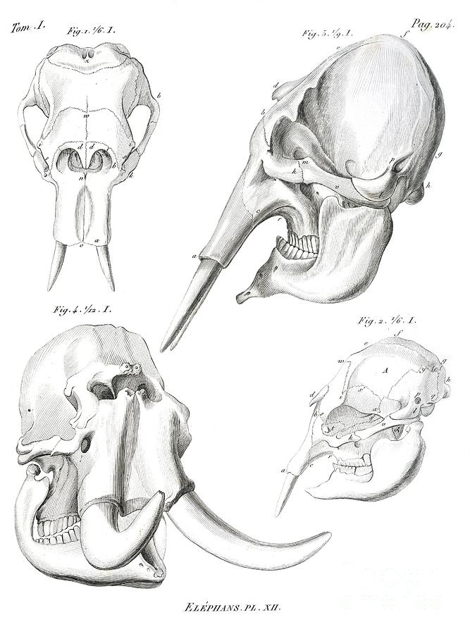 Elephant Skulls, 19th Century Photograph by Natural History Museum ...